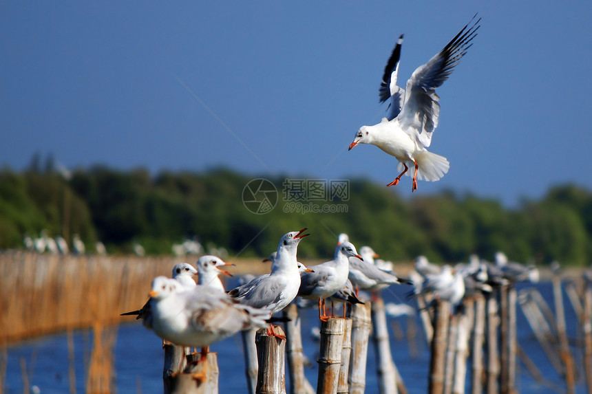 登陆海鸥宠物阳光鸟类羽毛野外动物鸟群野生动物翅膀海岸线动物图片