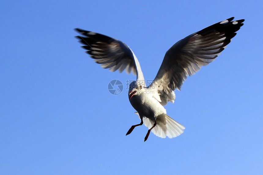 飞行海鸥野生动物道路阳光海岸线宠物鸟类自由动物羽毛水鸟图片