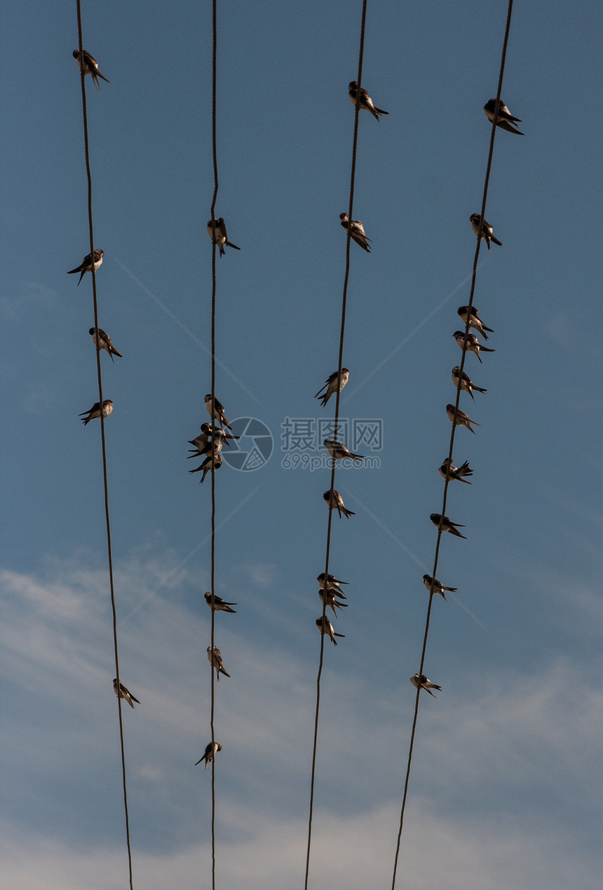 电线上的鸟类蓝色燕子休息会议天空理事会唱歌图片