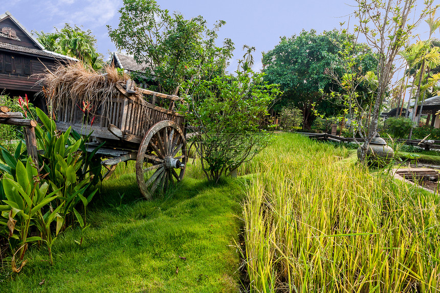 泰国别墅的绿稻田食物乡村热带植物旅行场景绿色谷仓文化大车图片