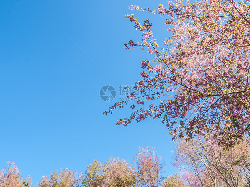 粉红樱花 蓝天空背景图片