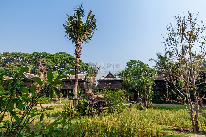 泰国别墅的绿稻田旅行绿色村庄场景谷仓农场场地文化食物大车图片