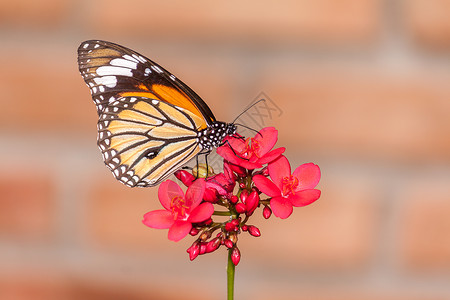 蝴蝶和花花背景图片