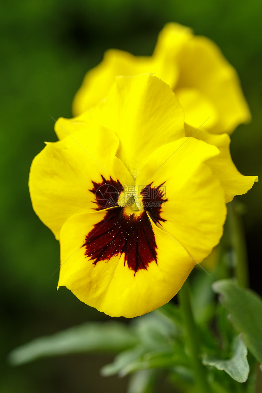 黄黄脸色花朵紫色黄色植物群美丽墙纸中提琴季节白色植物植物学图片