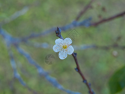 白梅花花梅花季节绿色宏观植物群白色园艺背景图片