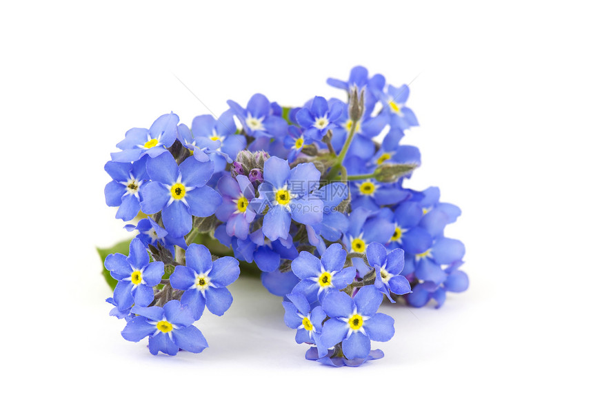 别忘了我 不要忘记我的鲜花生长花园花束荒野植物群蓝色园艺小路白色野花图片