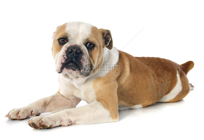 英语斗牛犬斗牛犬白色工作室悲伤女性动物棕色小狗犬类宠物图片