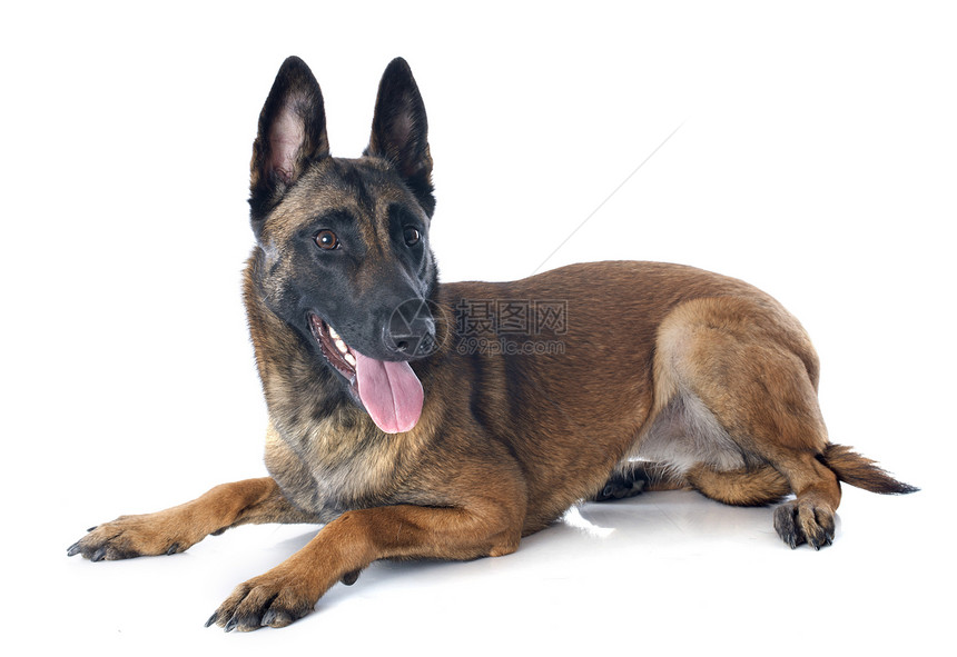 马里棕色牧羊犬犬类工作室成人女性警犬动物图片