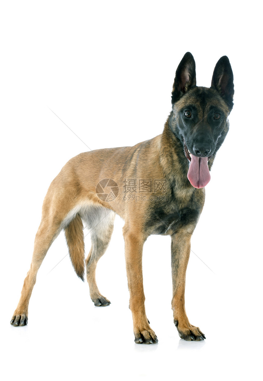 马里成人犬类工作室动物棕色牧羊犬女性警犬图片