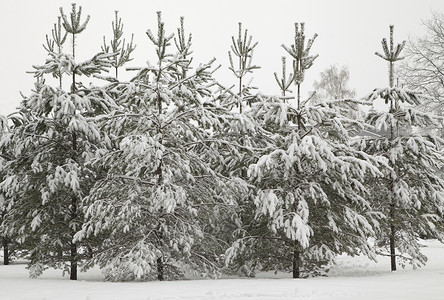 冬季森林场景植物季节国家叶子枞树寒冷树木荒野针叶灰蒙蒙高清图片素材