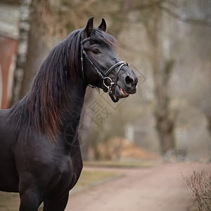 运动黑种马的肖像眼睛鼻子骑术马背鬃毛跑步赛车毛皮荒野马具力量高清图片素材