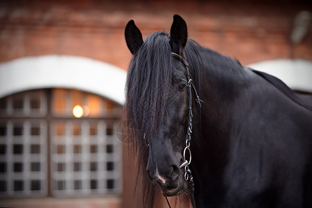 黑马的肖像竞赛哺乳动物动物友谊马背骑术力量马具跑步眼睛鬃毛高清图片素材