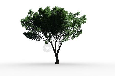 树上长着绿叶绘图绿色生长计算机绿化叶子树干环境背景图片
