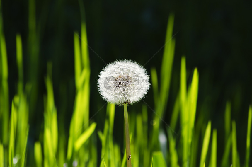 达当量绿色杂草种子环境植物生长图片