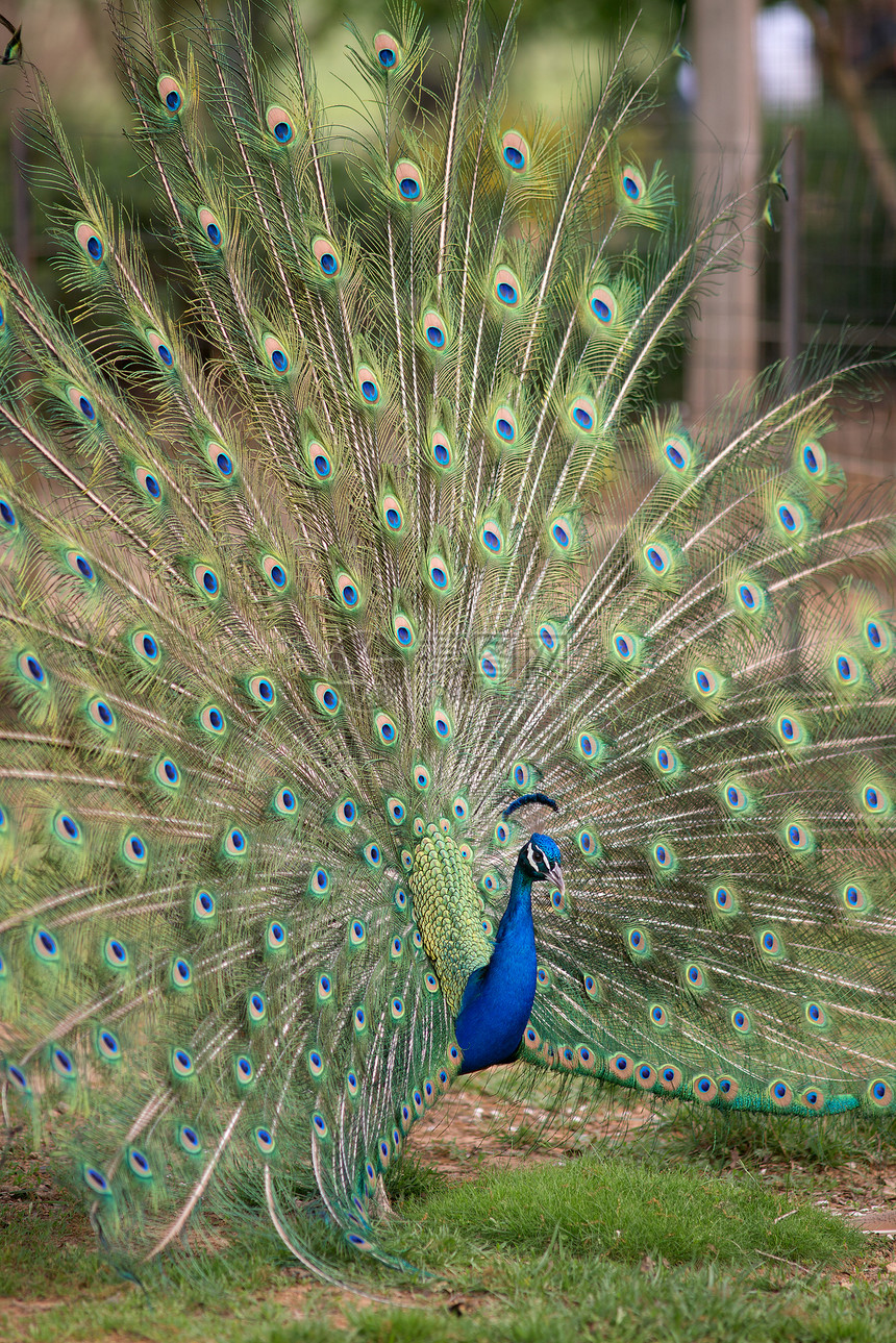 孔雀与散尾脖子眼睛男性羽毛伴侣蓝色鸟类扇子法庭发射图片