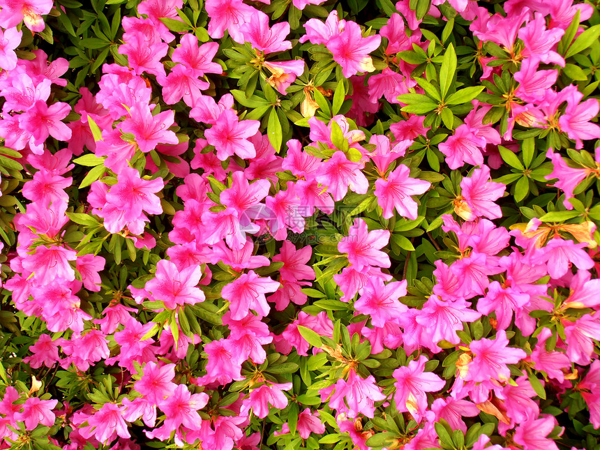 粉花花香水香味花香公园花园粉色图片