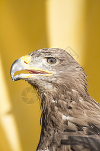 金鹰 大眼睛的脑袋细细 尖尖嘴羽毛顶峰飞行海藻荒野边缘猎物天空捕食者航班背景图片