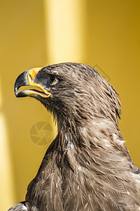 野生金鹰 金鹰 长大眼睛的头部细节 尖嘴背景图片