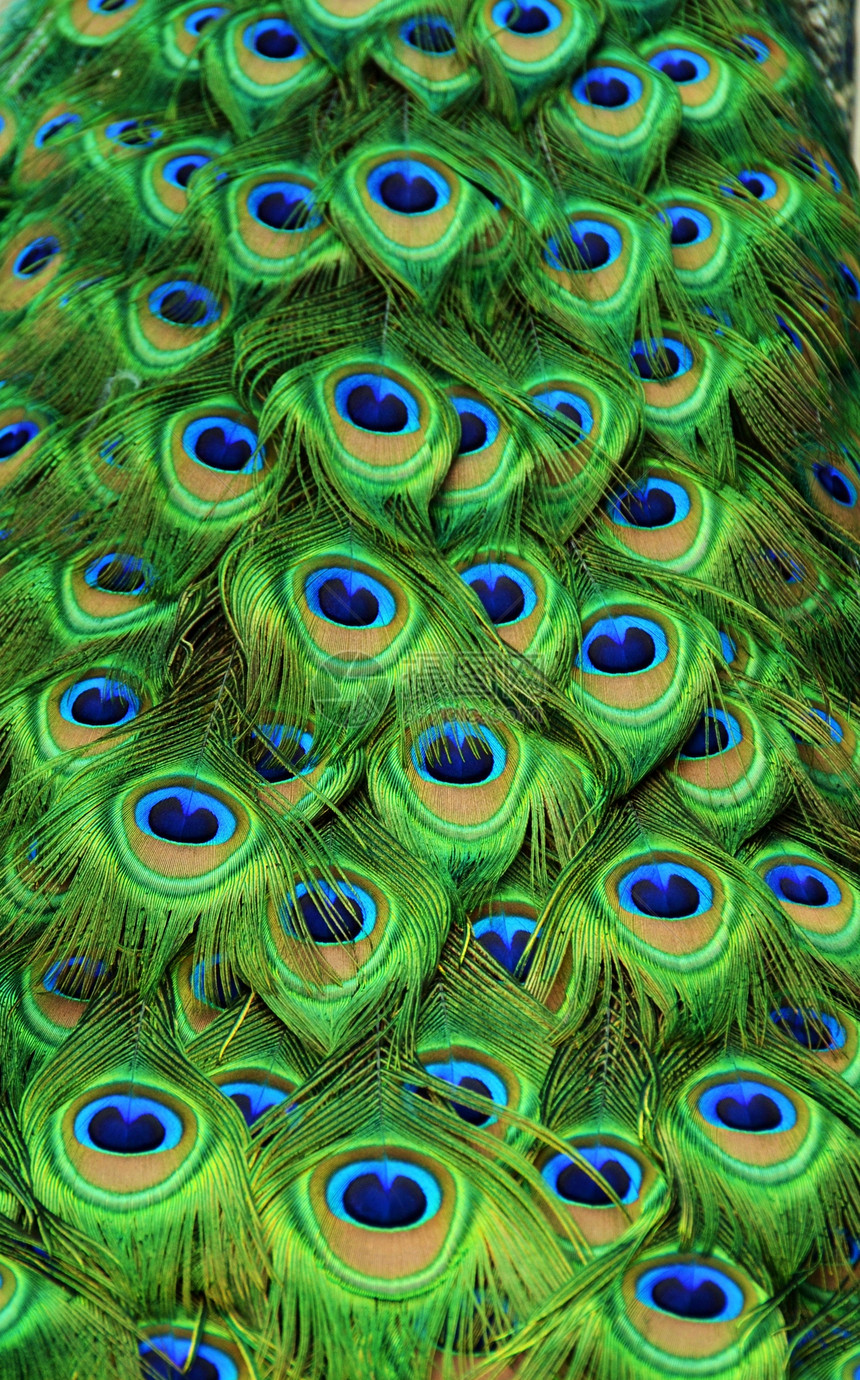 孔雀羽毛鸟类绿色野生动物尾羽动物图片