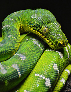 绿树平原爬虫丛林野生动物动物翡翠蟒蛇背景图片