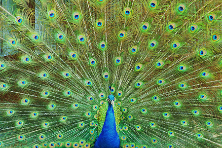 孔雀尾羽鸟类蓝色羽毛绿色野生动物背景图片