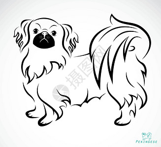 狮子狗白色背景的狗(Pekingese)矢量图像插画