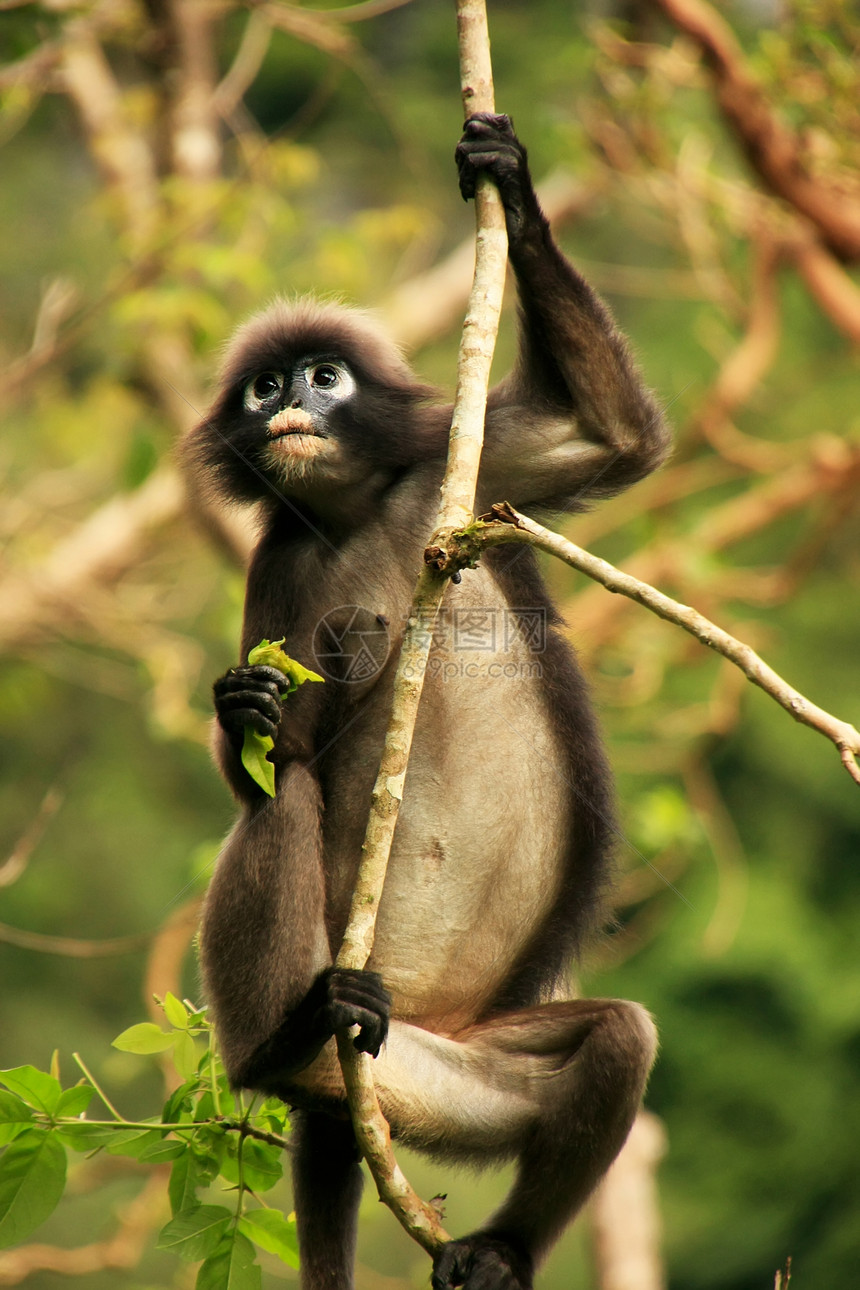 坐在一棵树旁的光辉朗古尔翁钟国家海军陆战队叶猴丛林动物灵长类荒野哺乳动物国家公园野生动物森林图片