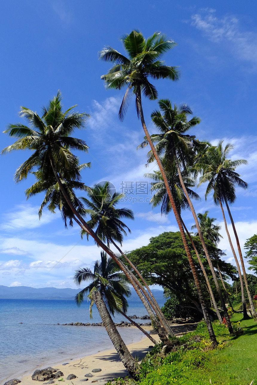 斐济Vanua Levu岛海滩上的棕榈树天堂海岸线海洋异国蓝色港口情调旅行海岸棕榈图片