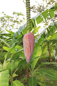 香蕉花文化蔬菜叶子紫色花瓣热带农村水果收成香蕉背景图片