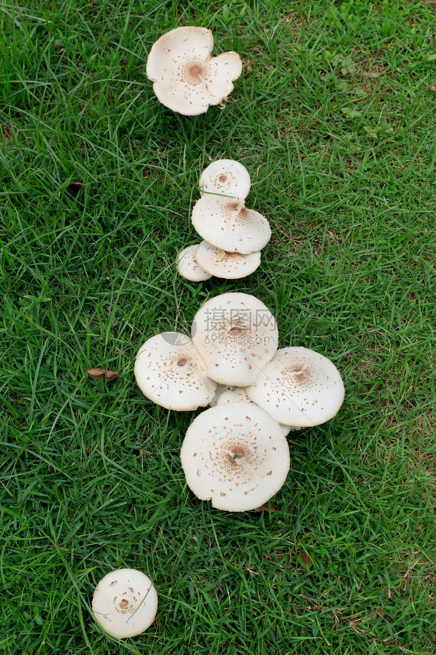 草坪蘑菇植物草皮园林真菌叶子植被苔藓荒野植物群食物图片
