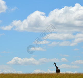 非洲拉法大草原哺乳动物草原濒危物种高清图片