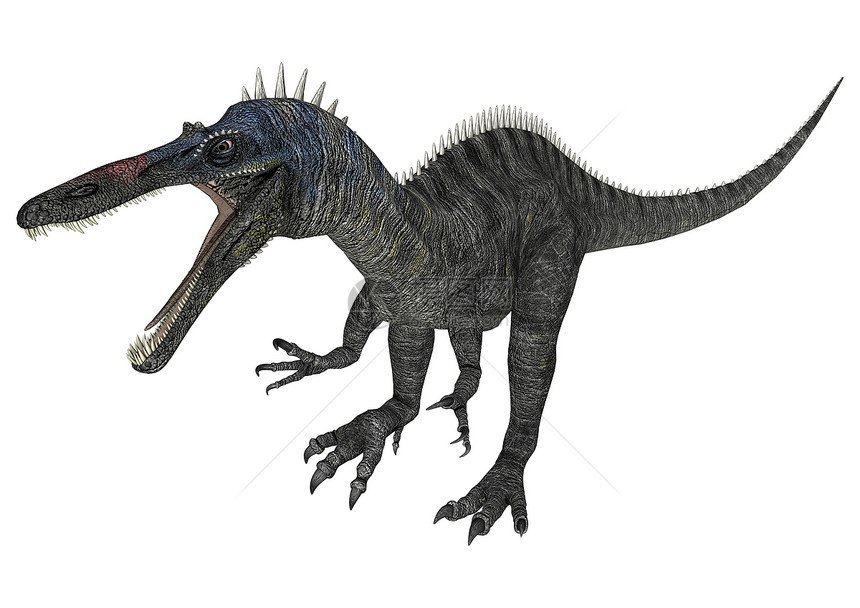 恐龙 Suchomimus动物古生物学爬虫捕食者白色蜥蜴爬行动物荒野生物插图图片