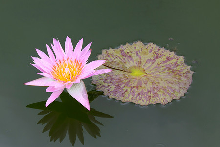 漂浮紫色花瓣水百里池塘季节异国花瓣花园百合植物学环境黄色紫色背景