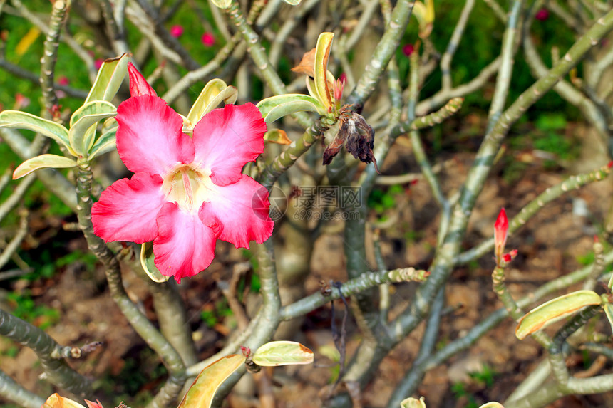 红花花花园植物群生物学花瓣叶子植物玫瑰公园百合热带图片