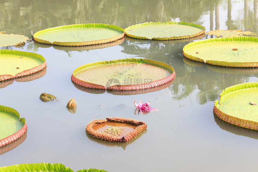 维多利亚州长木混合绿色池塘漏洞软垫展示百合杂交种睡莲粉色花园图片