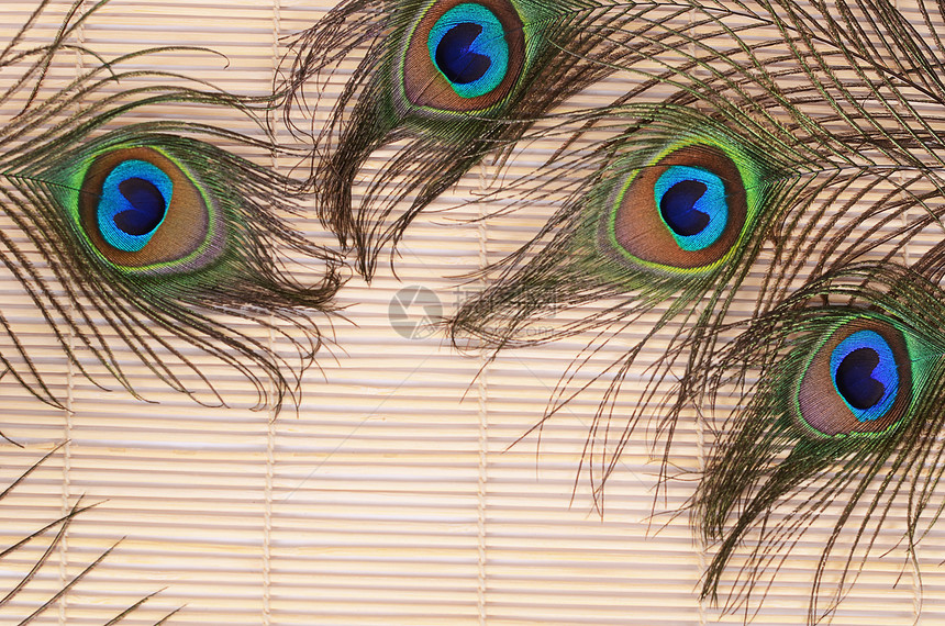 孔雀的美丽羽毛小地毯动物情调野生动物金子宏观热带风格装饰眼睛图片