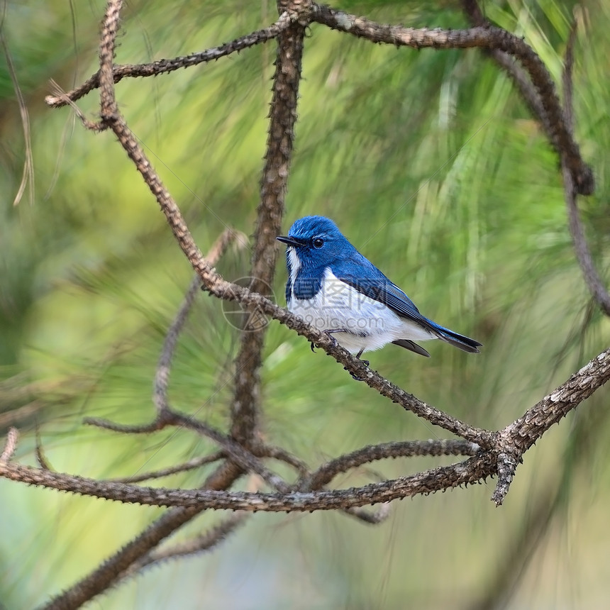 捕猎者Flypathere蓝色野生动物眼睛热带动物睫状肌白色男性动物群翅膀图片