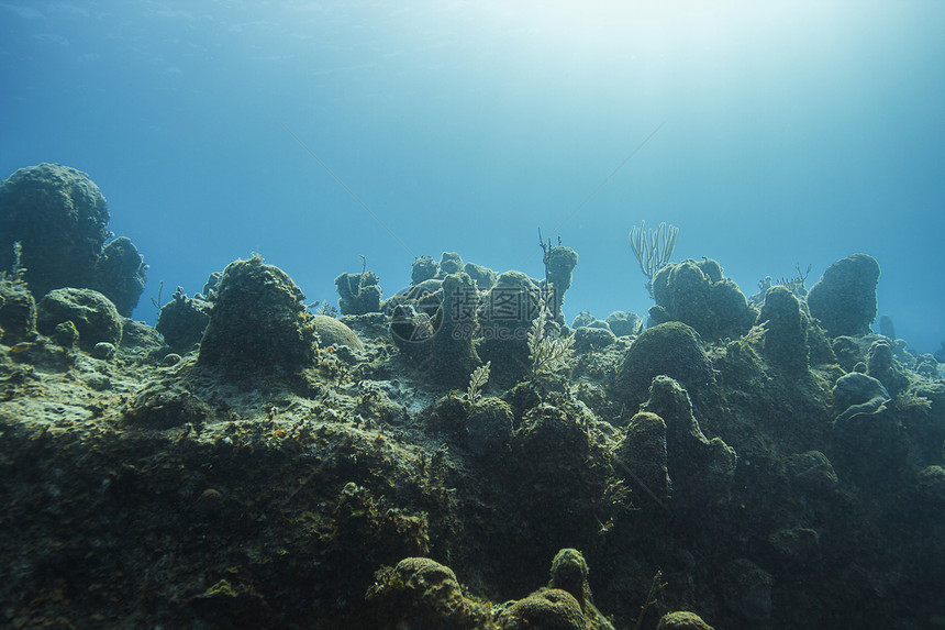 珊瑚墙勘探热带生态假期空间动物群生物学海洋浮潜者蓝色图片