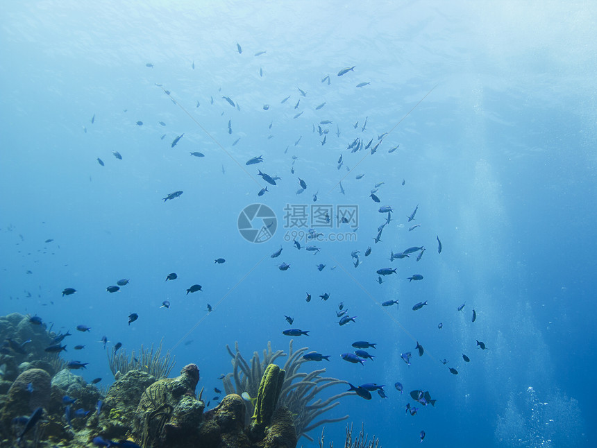 学校壁架生活热带濒危潜水海洋生物学游泳鹿角珊瑚图片