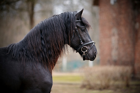 运动黑马的肖像动物马具警觉鼻子宠物马背眼睛牧场友谊赛车力量高清图片素材