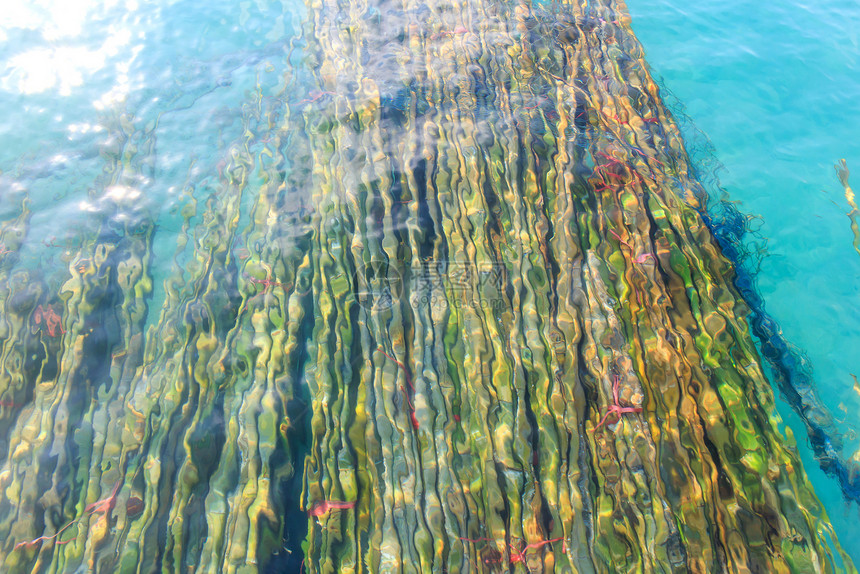 海底的竹子旅游风景木头假期旅行热带绿色反射漂流漂浮图片