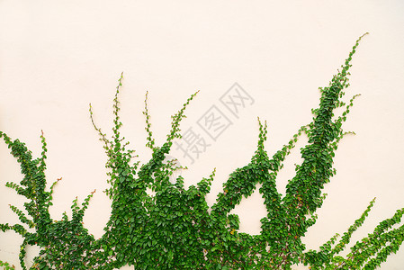 Ivy长谷墙藤蔓植物框架树叶白色幼苗叶子衬套杂草生长背景图片