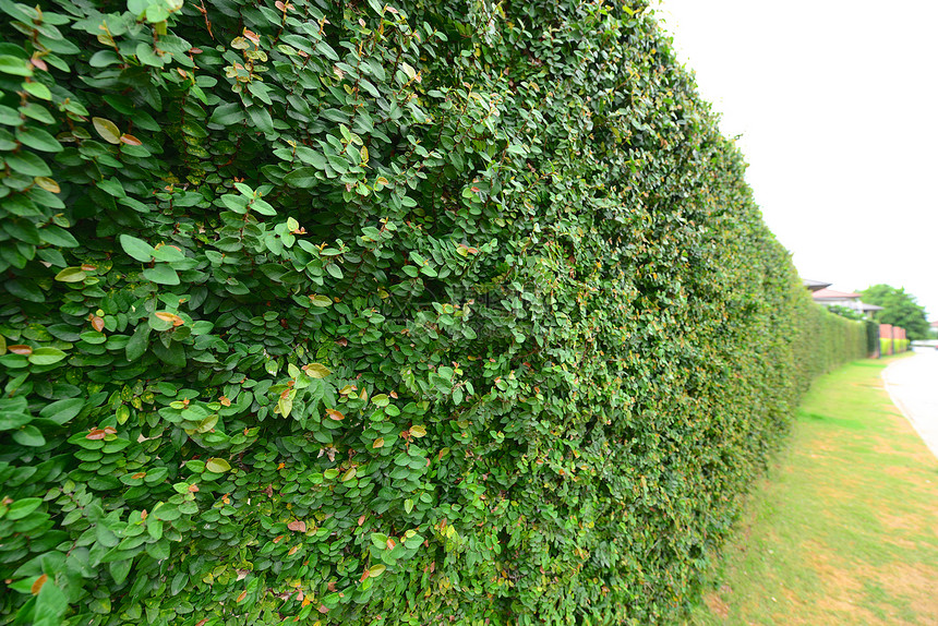 Ivy长谷墙植物田园风光生长树叶围墙图片