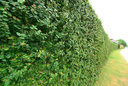 Ivy长谷墙植物田园风光生长树叶围墙背景图片