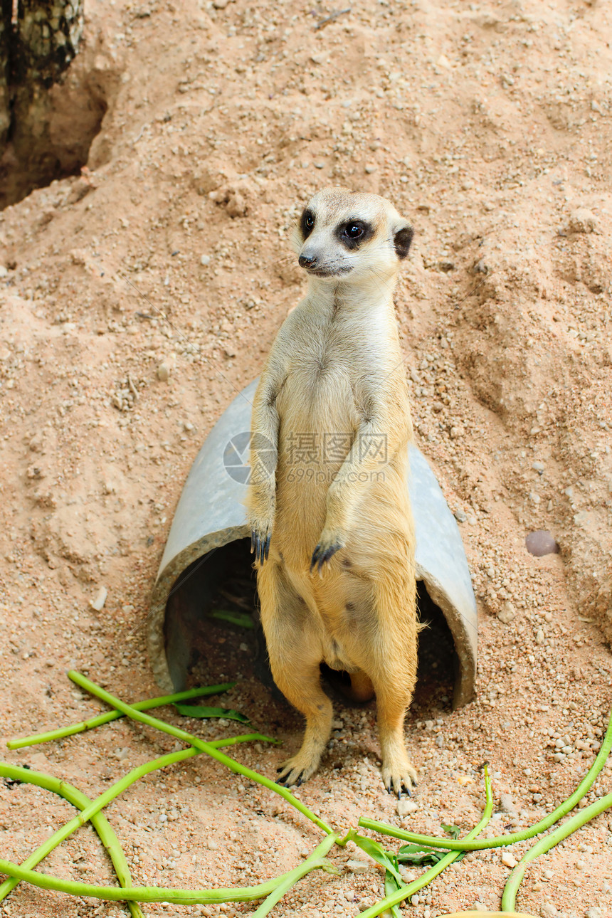 迈尔卡特动物园鼻子警报野生动物生物家庭沙漠警卫头发生态图片
