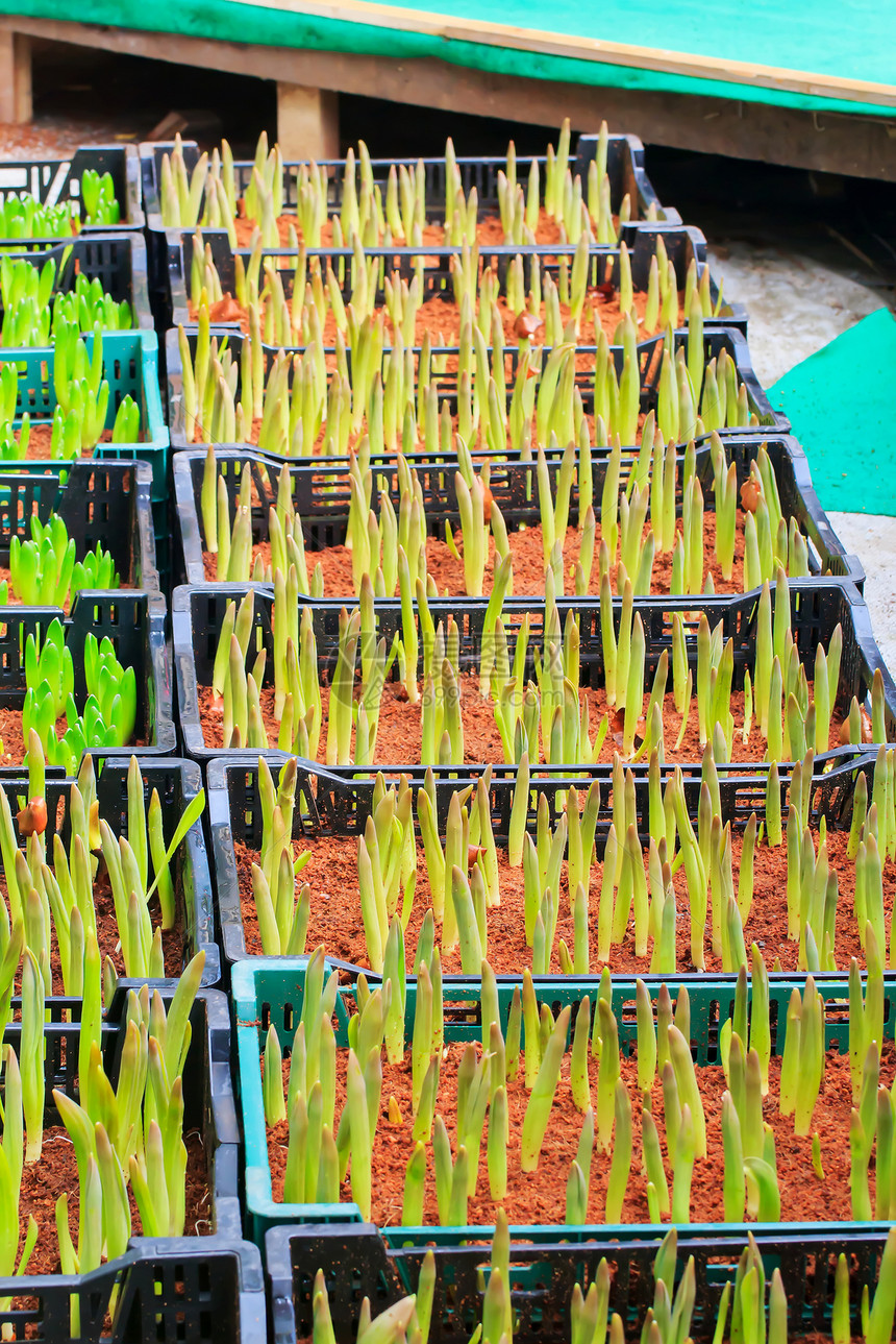 图lips 发芽叶子植物学生长植物森林场地辉光花园草地宏观图片