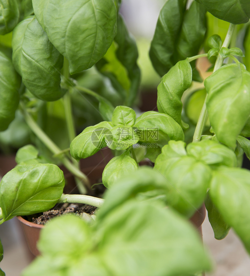 巴西尔食物酱料叶子生活方式结构植物香料医学抗氧化生长图片