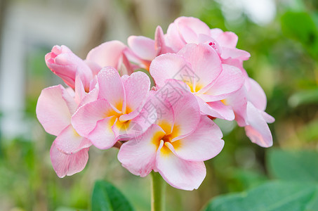 粉红花花植物群粉色绿色花园局部花瓣鸡蛋花植物叶子黄色背景图片