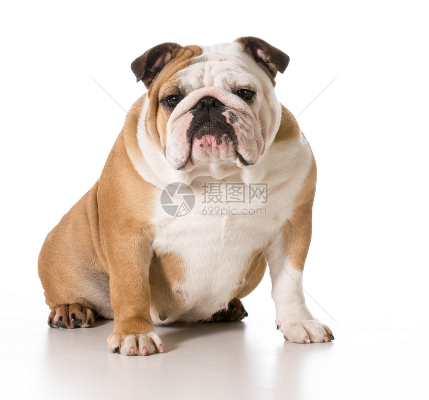 英语斗牛犬犬类女性观众工作室小狗红色动物宠物白色图片