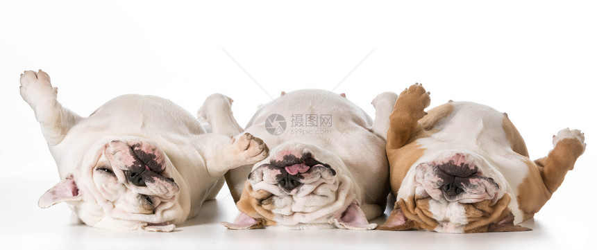 三只三只睡狗上行舌头朋友们小狗动物嘴唇睡眠宠物团体斗牛犬图片